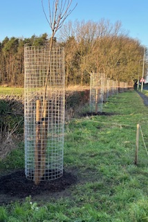 Photo of 7 trees along A6 after having been planted